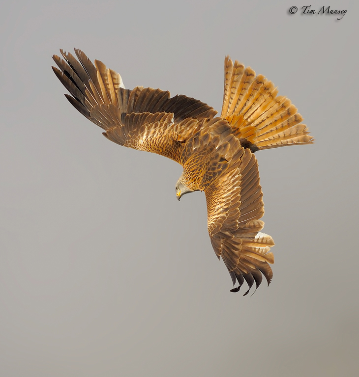 Black Kite 2012